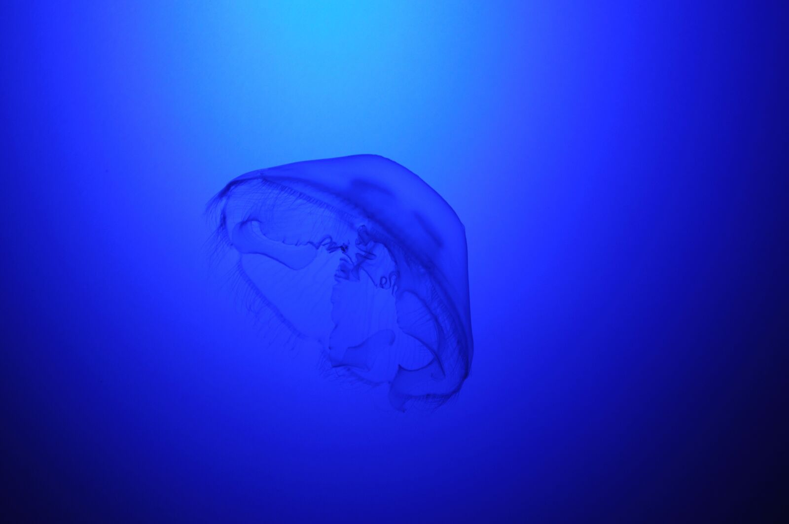 Nikon D5000 sample photo. Jelly fish, blue, water photography
