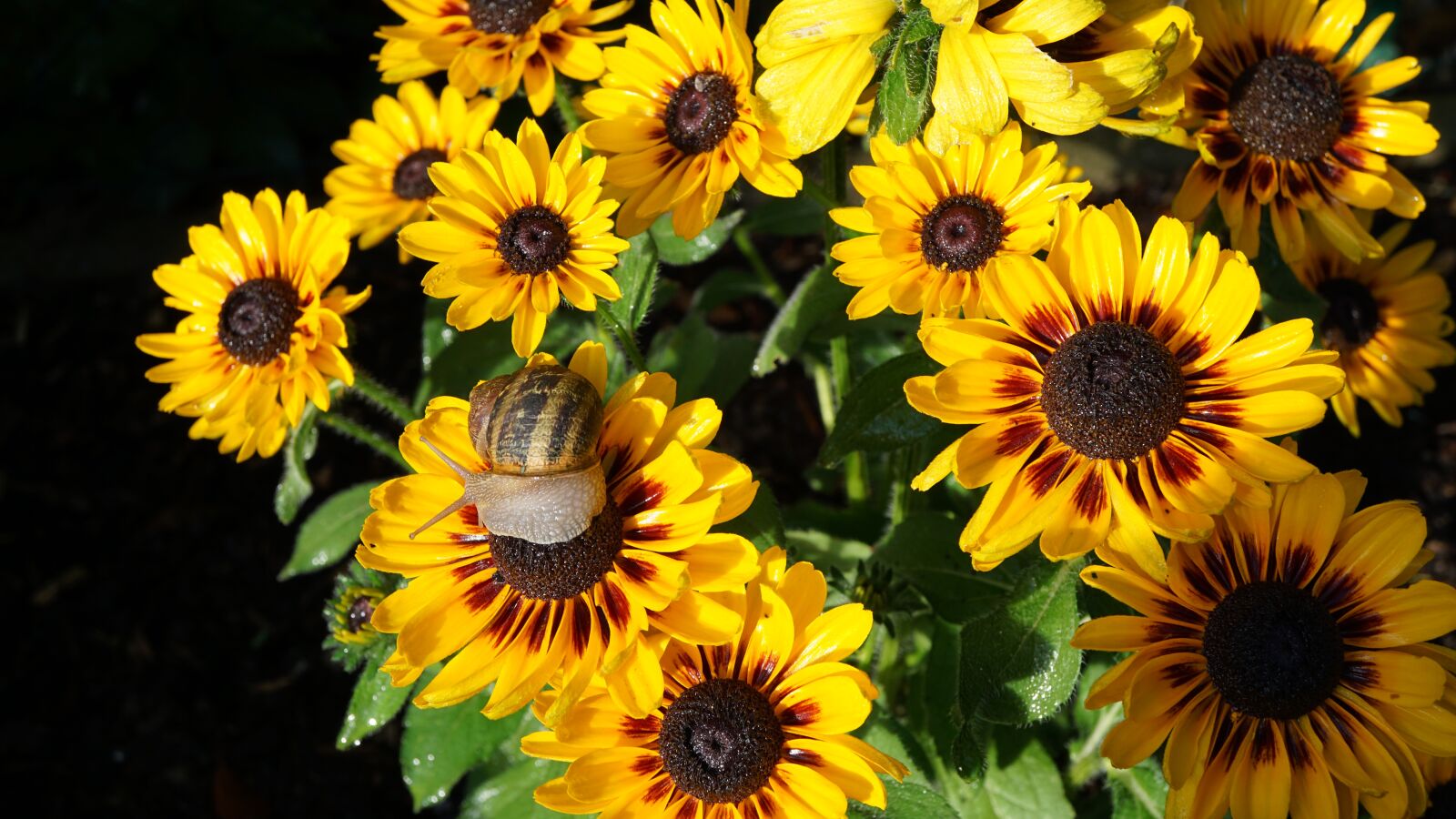 Sony E 30mm F3.5 Macro sample photo. Coneflower, snail, flowers photography