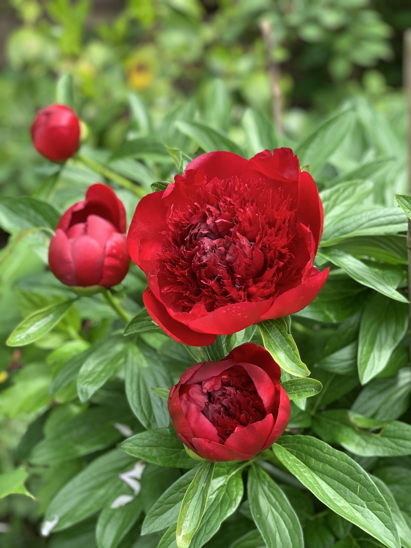 Apple iPhone XS Max + iPhone XS Max back dual camera 6mm f/2.4 sample photo. Peony, red, flower photography