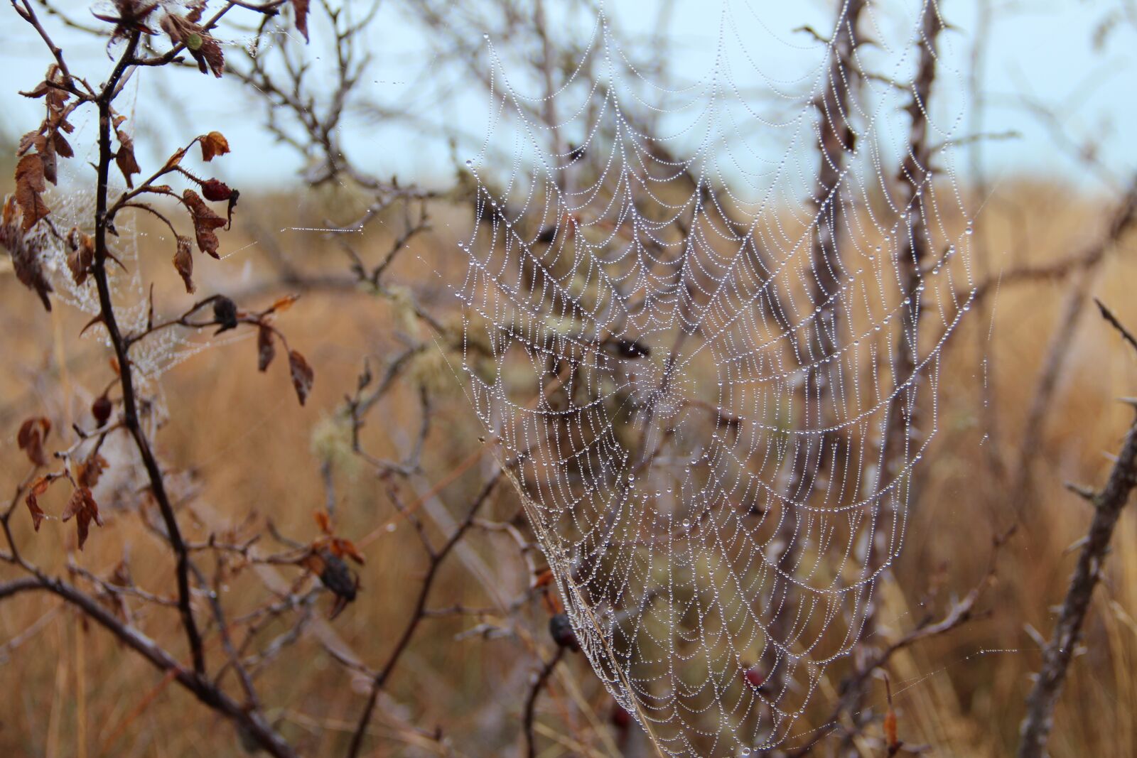 Canon EOS 600D (Rebel EOS T3i / EOS Kiss X5) sample photo. Cobweb, autumn, dew photography
