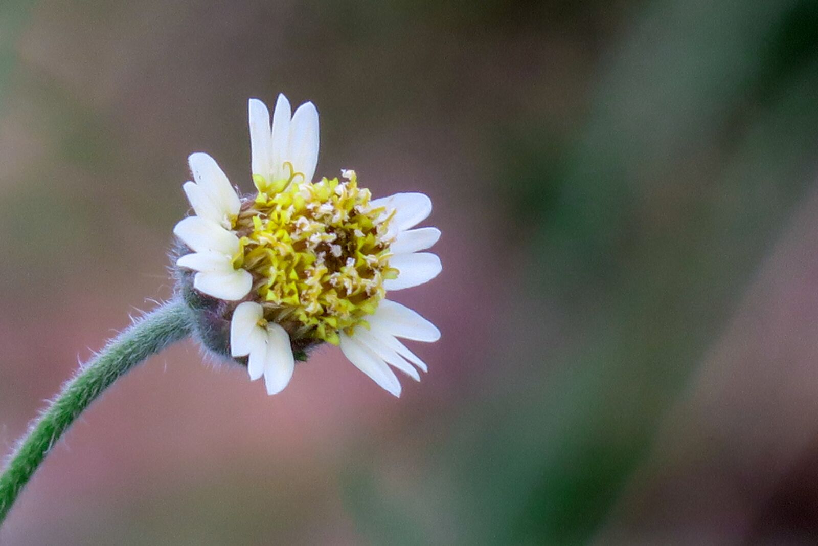 Canon PowerShot G3 X sample photo. Feather mount daisy, nature photography