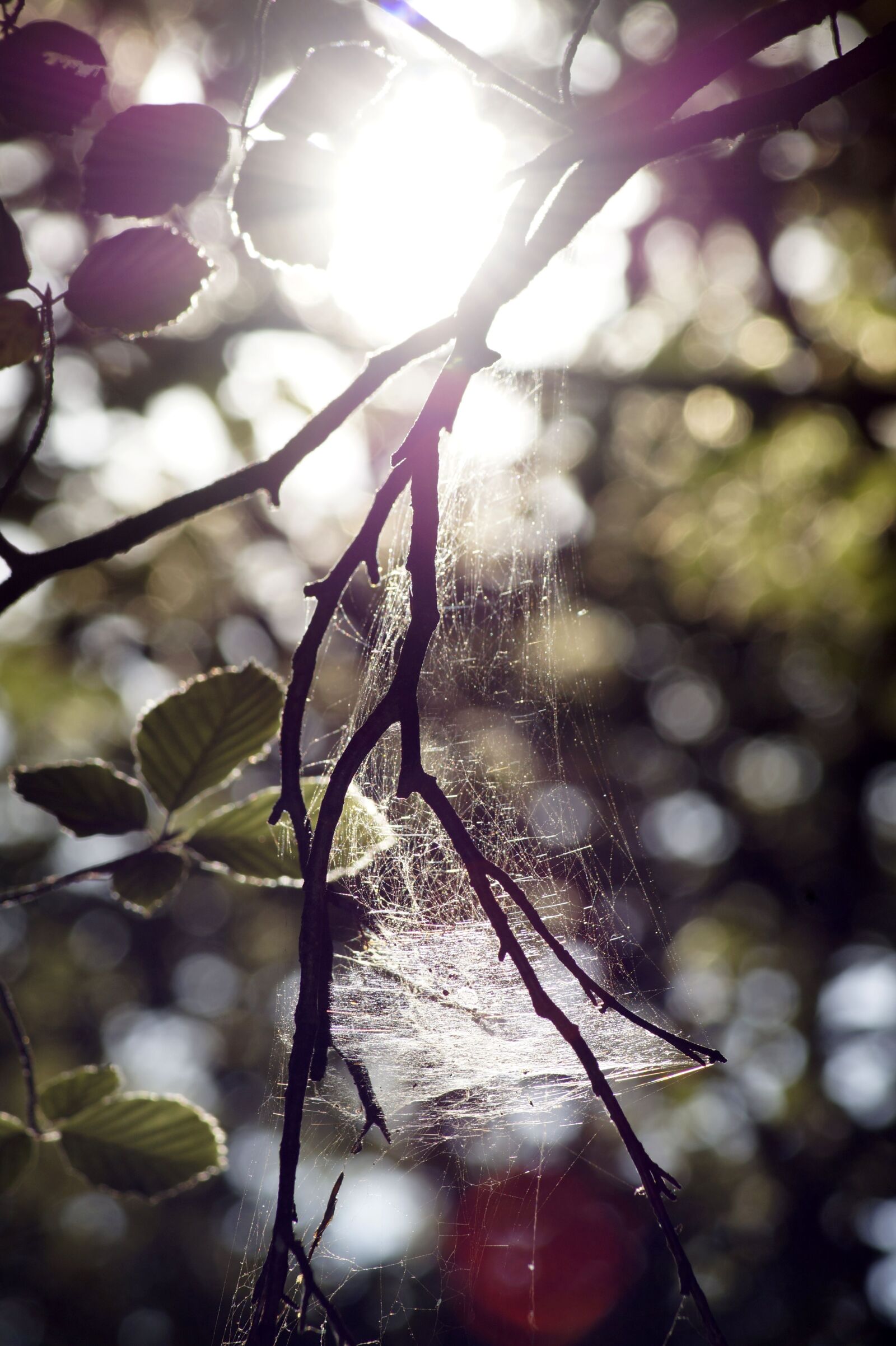 Sony SLT-A58 sample photo. Cobweb, aesthetic, sunlight photography