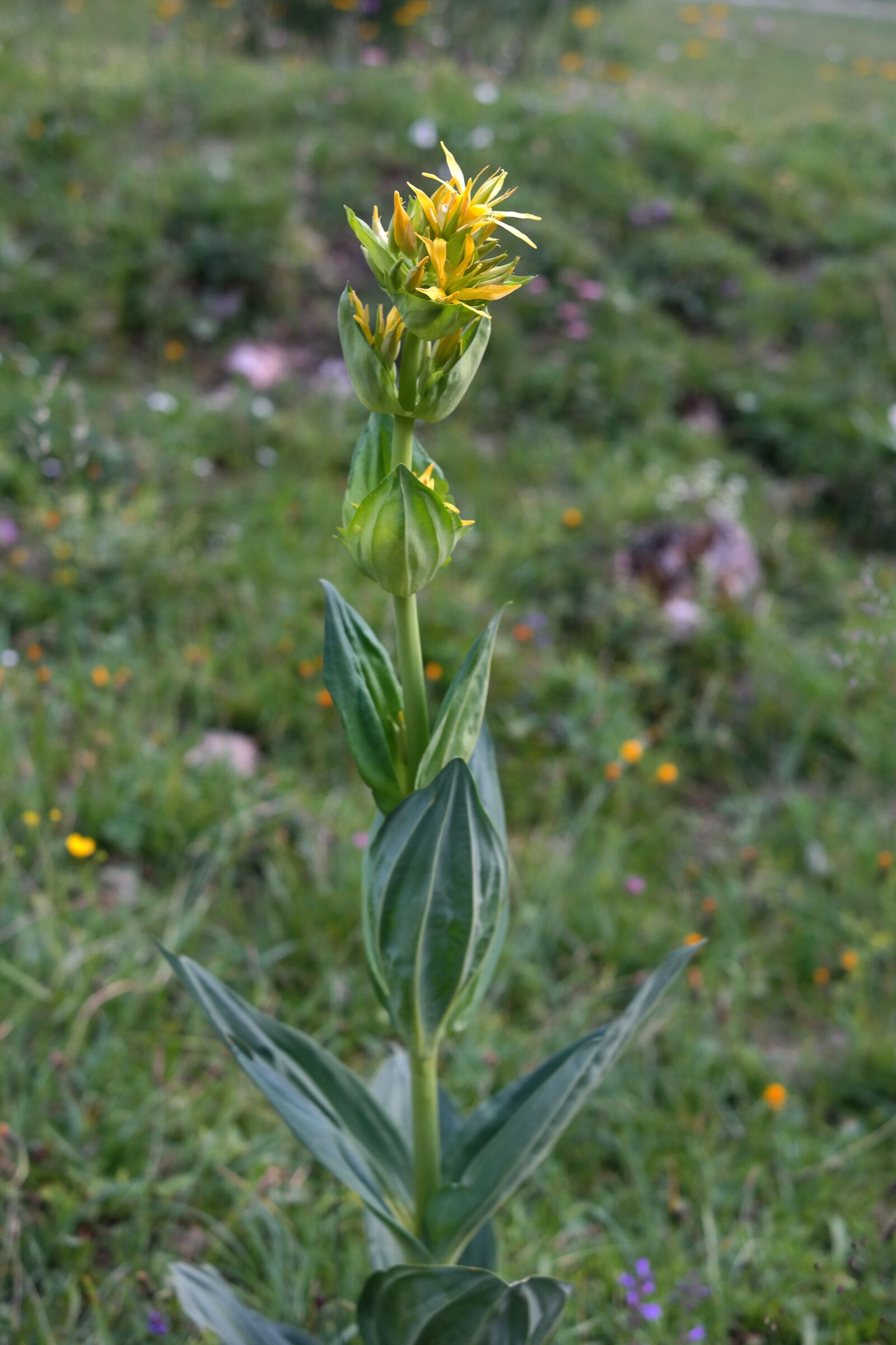 Samsung NX300 sample photo. Yellow gentian, blossom, bloom photography