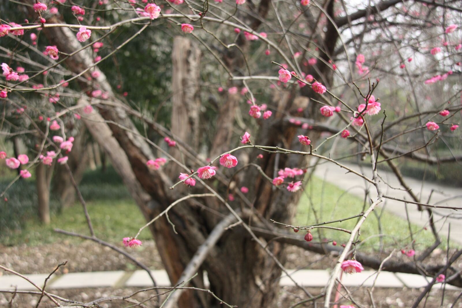 Canon EOS 450D (EOS Rebel XSi / EOS Kiss X2) sample photo. Plum blossom, flower, views photography