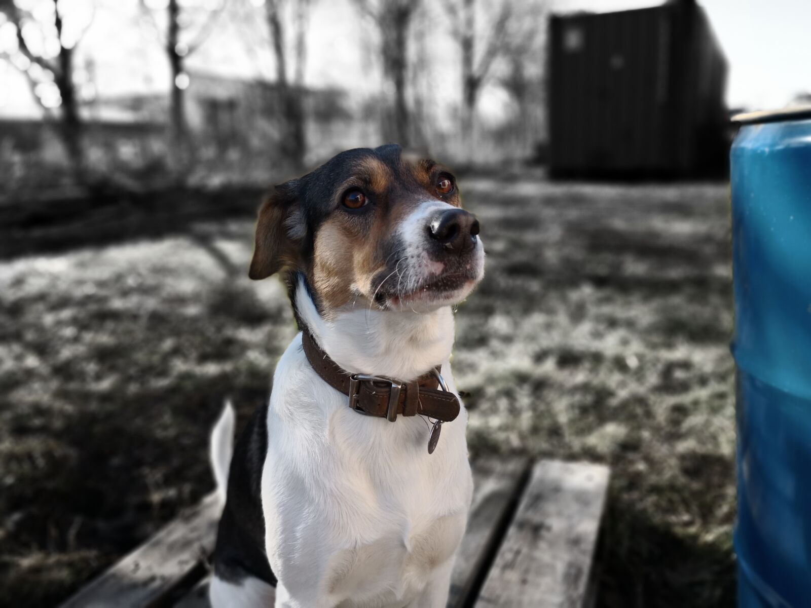 HUAWEI Mate 10 Pro sample photo. Dog, cute, pet photography