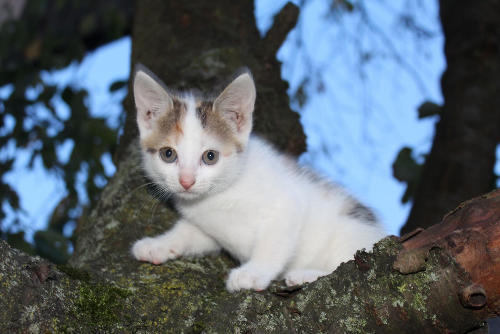 Canon EOS 1300D (EOS Rebel T6 / EOS Kiss X80) sample photo. Tree, cat, animal photography