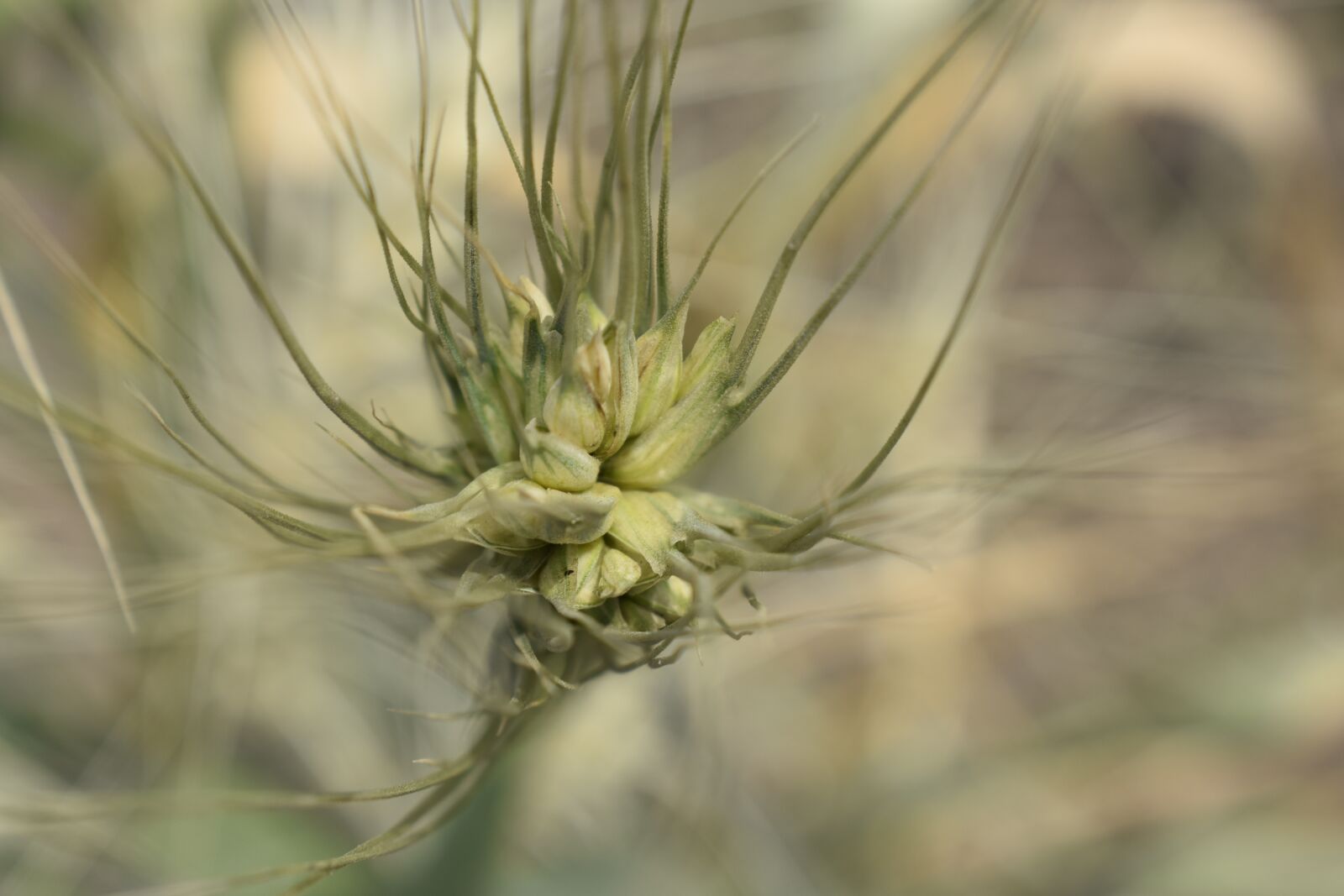 Nikon D3400 sample photo. Wheat, grain, flora photography