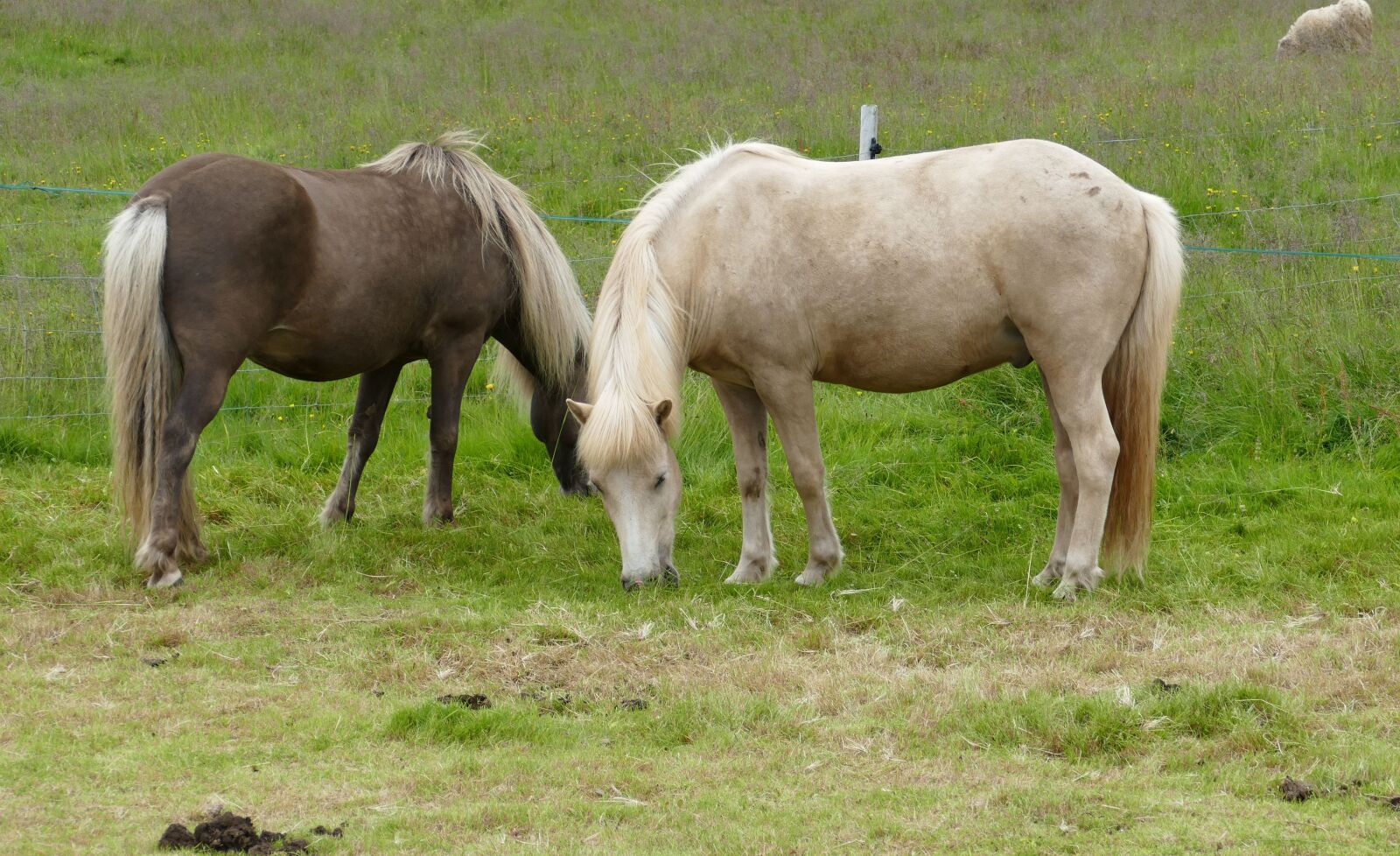 Panasonic Lumix DMC-FZ1000 sample photo. Horse, iceland, iceland horse photography
