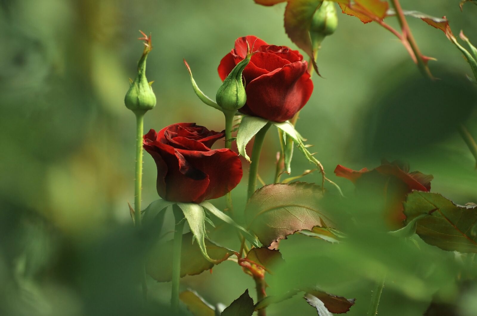 Nikon D90 sample photo. Roses, couple, red photography