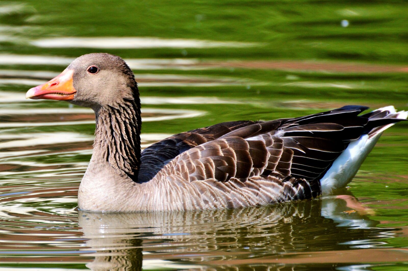 Nikon D3200 sample photo. Wild goose, goose, bird photography