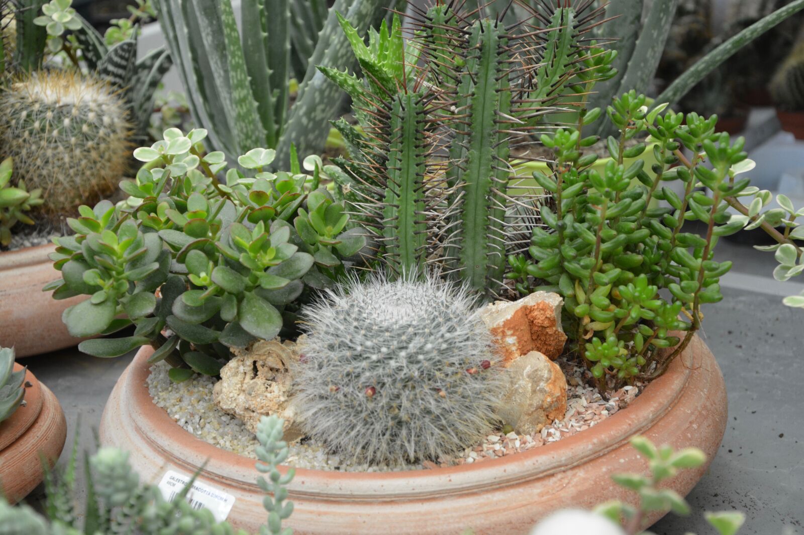 Nikon D5200 sample photo. Plants fat, cactus, pot photography