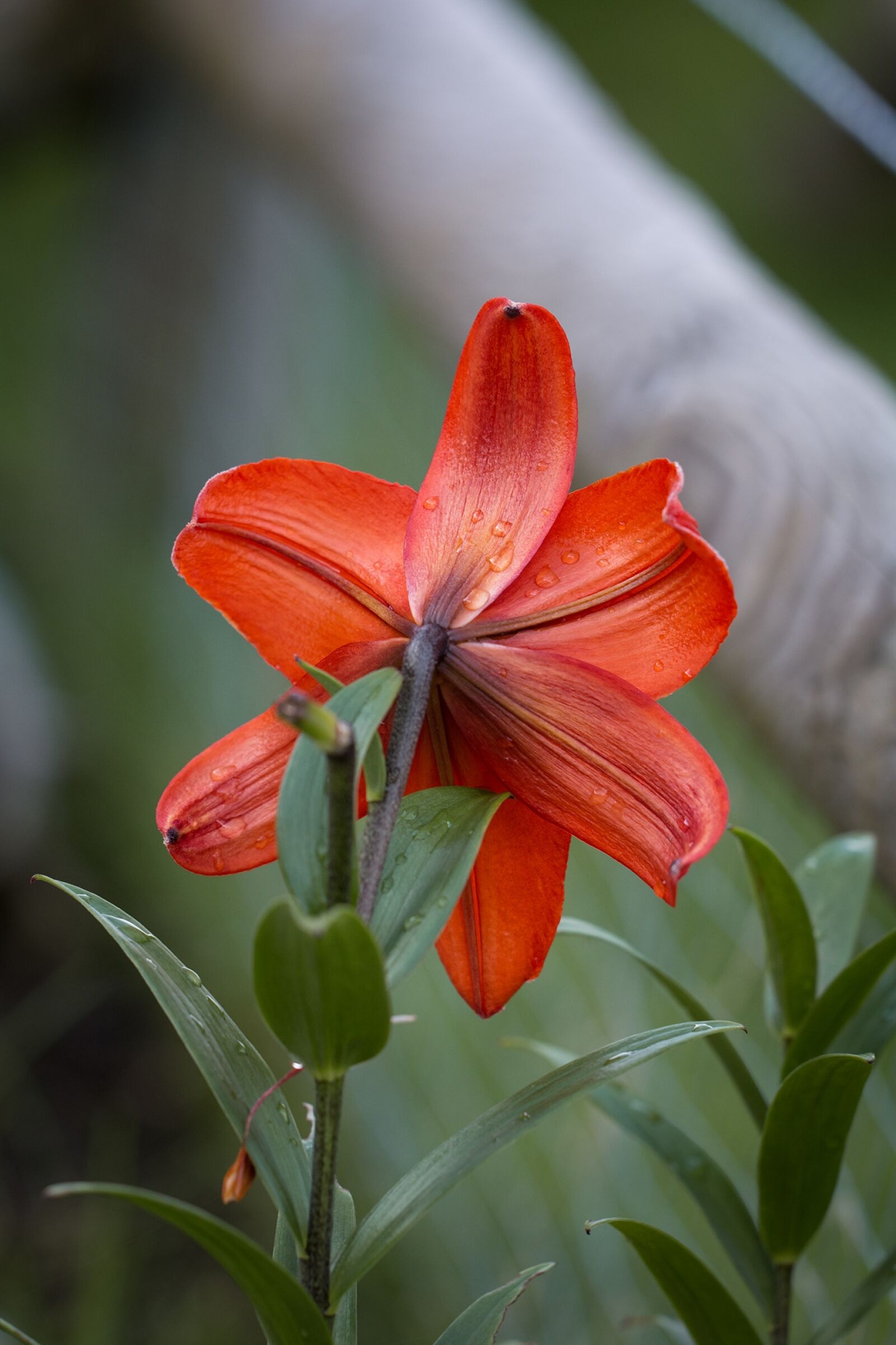 Nikon D7100 sample photo. Lily, lilies, lilium photography
