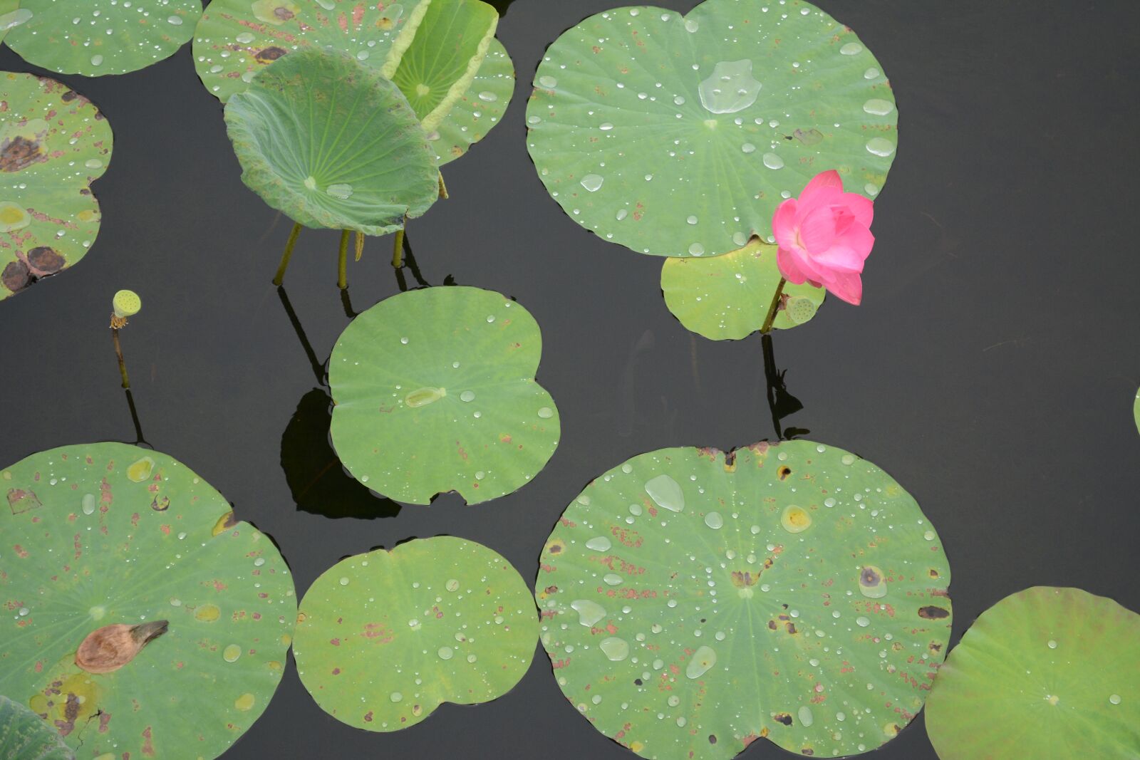 Nikon D5200 sample photo. Lotus, fresh, flower photography