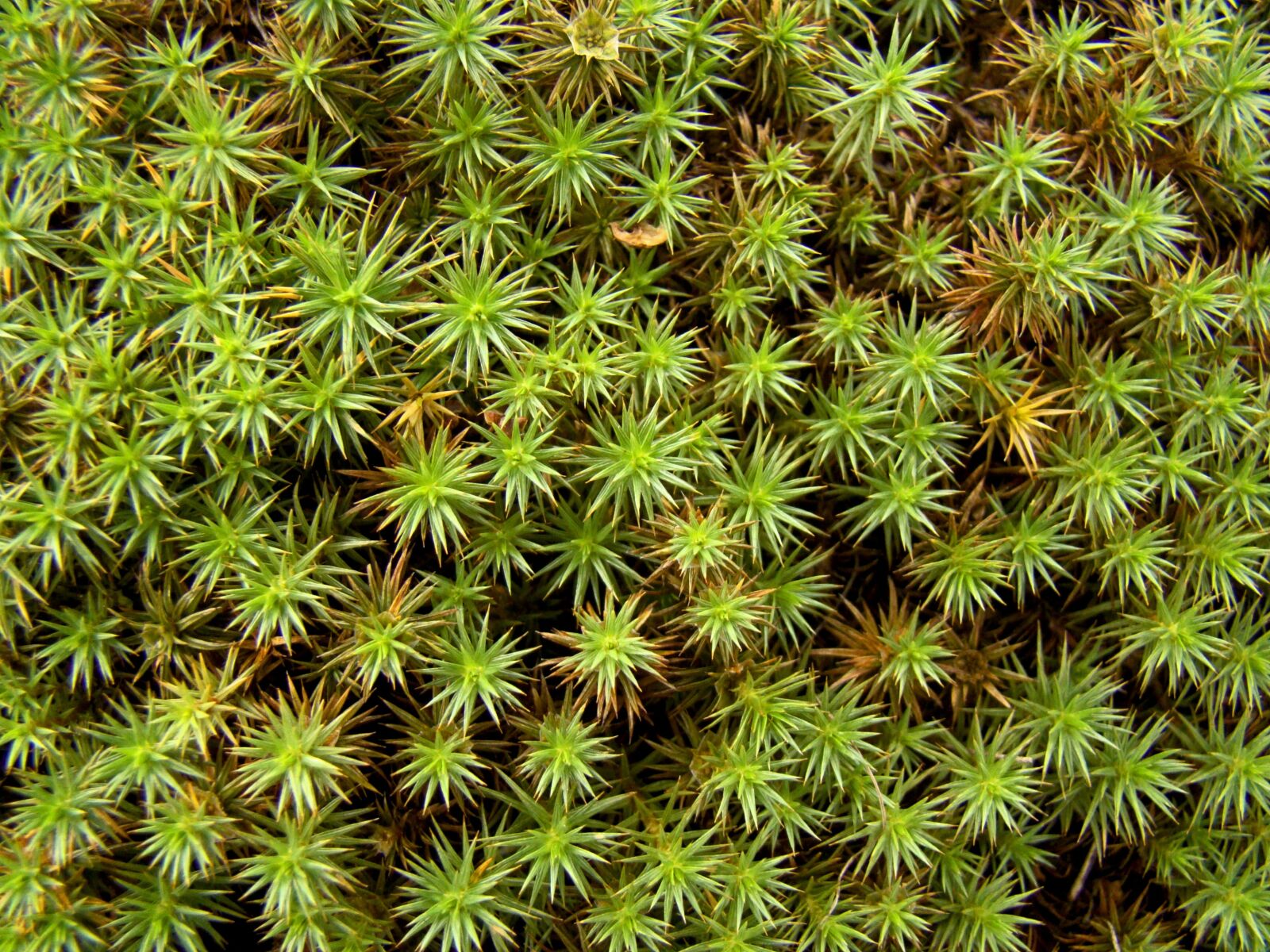 Sony Cyber-shot DSC-H50 sample photo. Moss, grass, greens photography