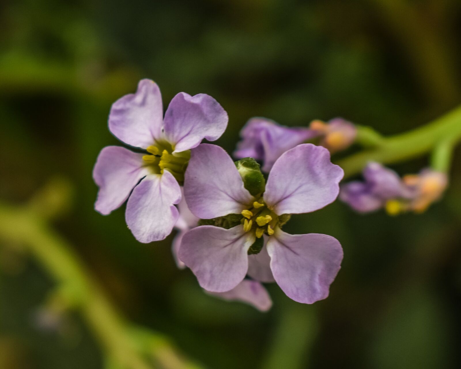 Nikon D3300 sample photo. Cakile maritima, wild flowers photography