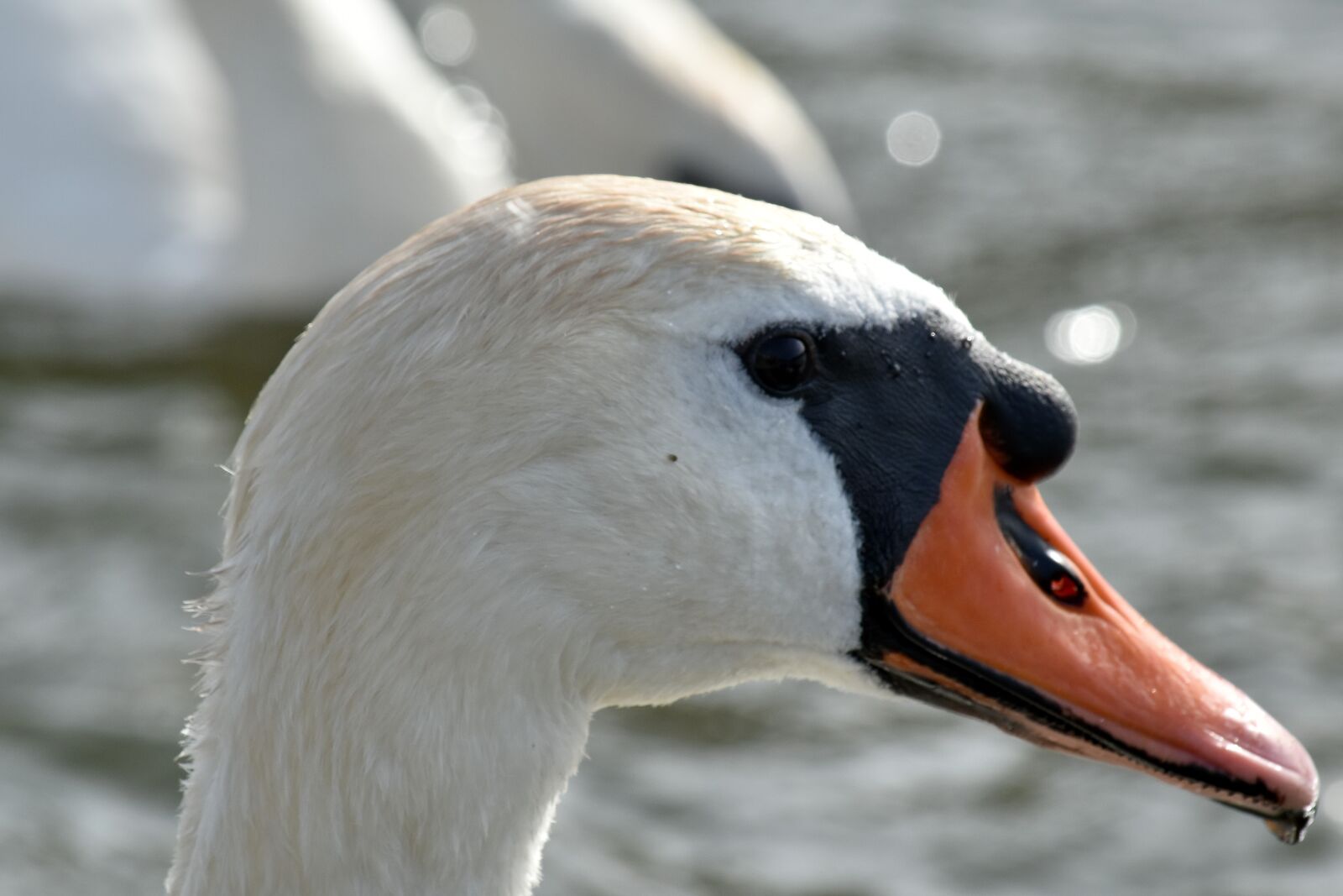 Nikon D5500 sample photo. Wildlife, waterfowl, aquatic bird photography