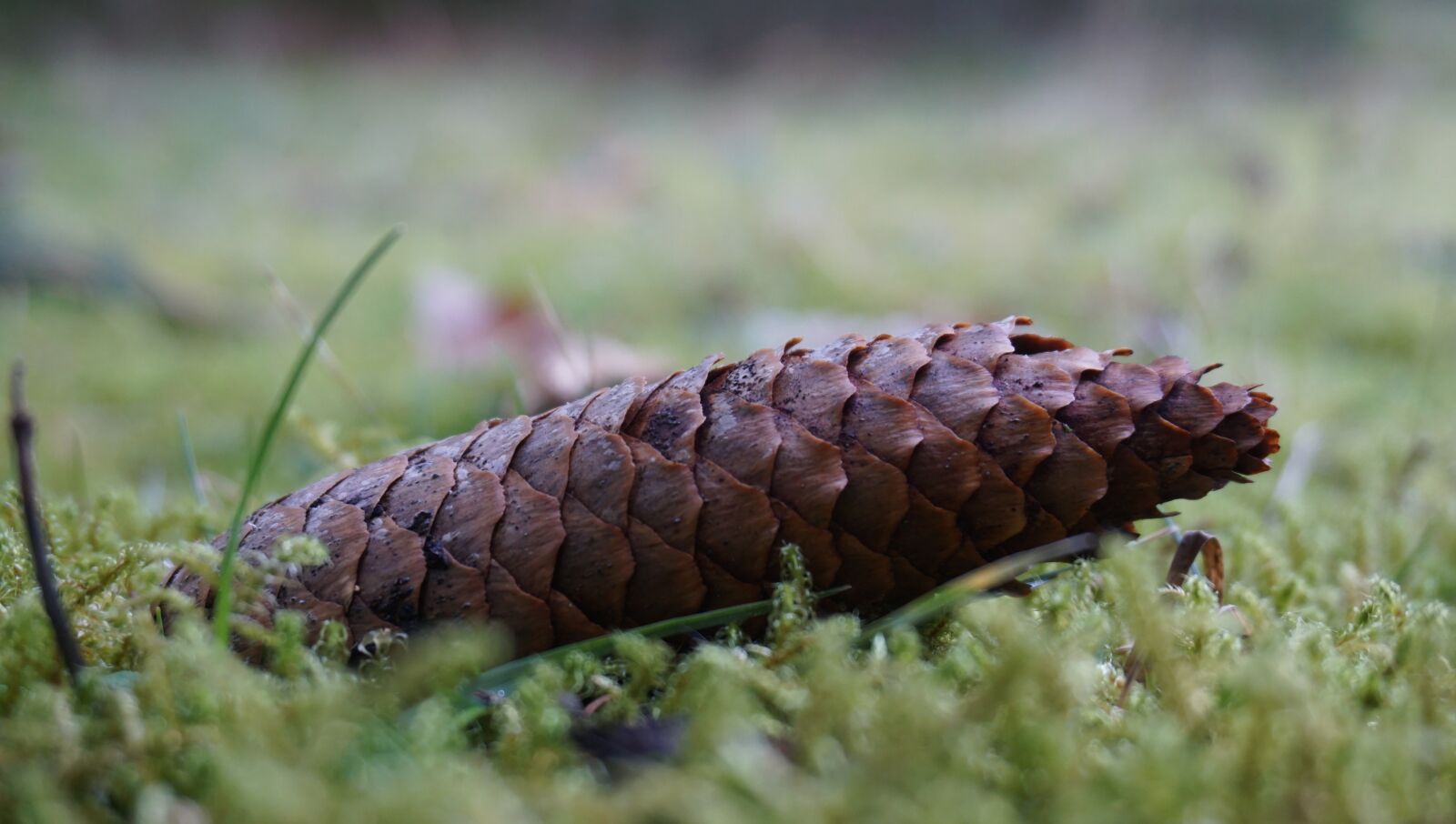 Sony a6000 sample photo. Pine cones, moss, green photography