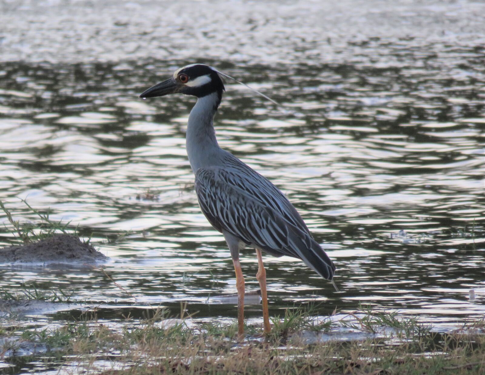 Canon PowerShot SX60 HS sample photo. Yellow crowned night heron photography