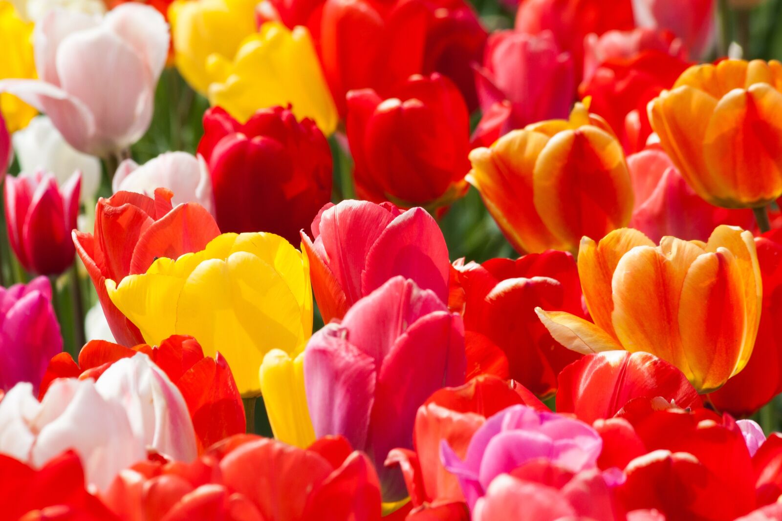 Canon EOS 50D sample photo. Tulip, spring flower, flower photography
