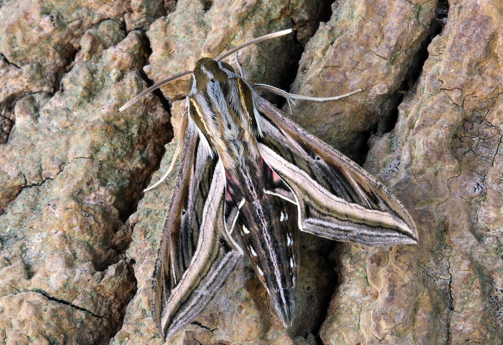 Canon EOS 400D (EOS Digital Rebel XTi / EOS Kiss Digital X) sample photo. Silver-striped- hawk-moth, wings, pattern photography