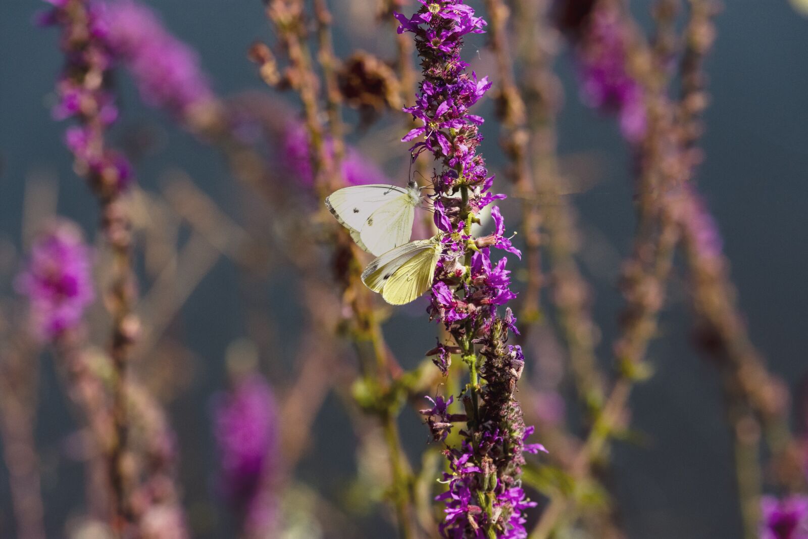 Nikon D7200 sample photo. Butterfly, nature, insect photography