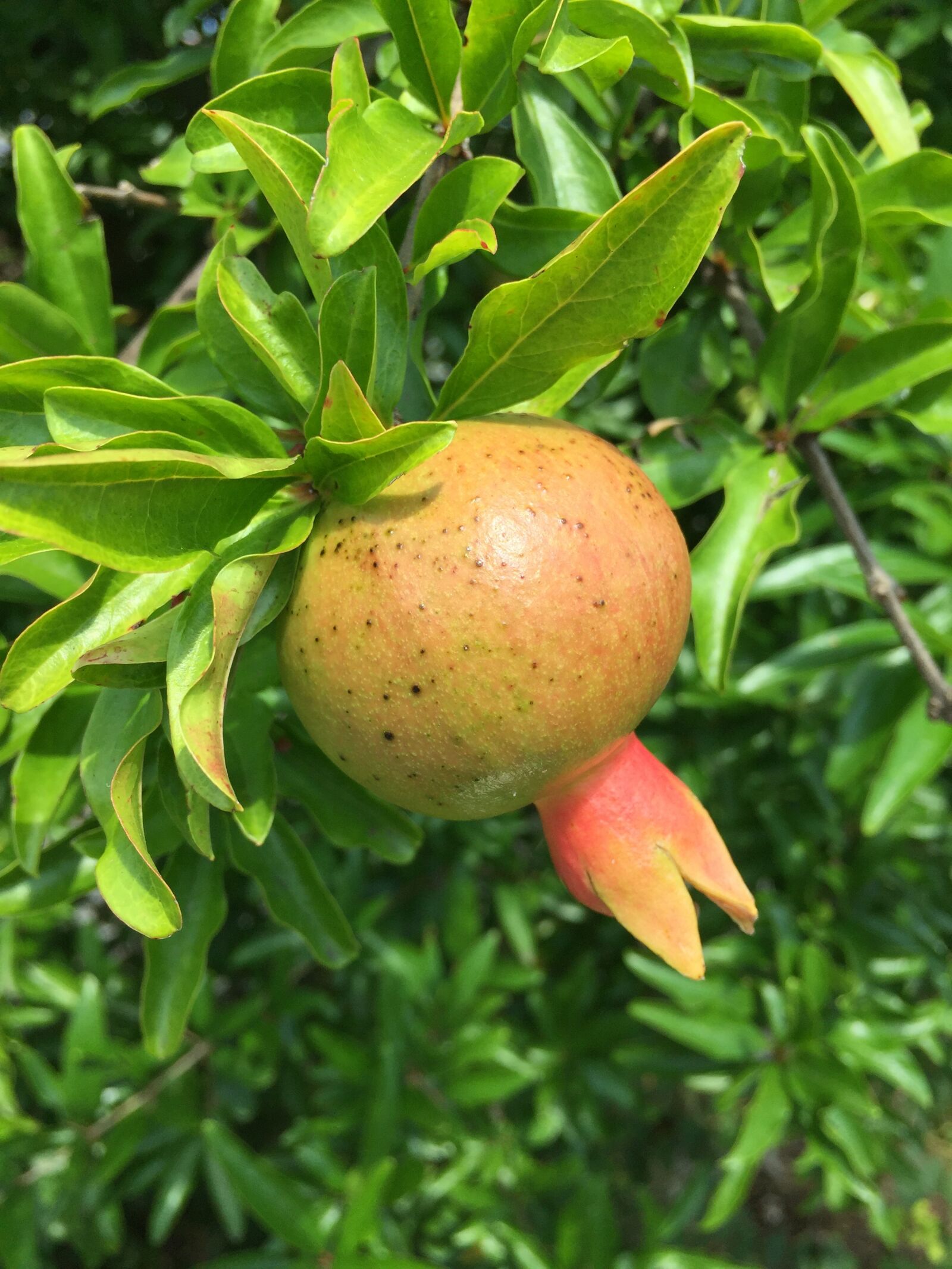Apple iPhone 6 sample photo. Pomegranate, fruit, sour photography