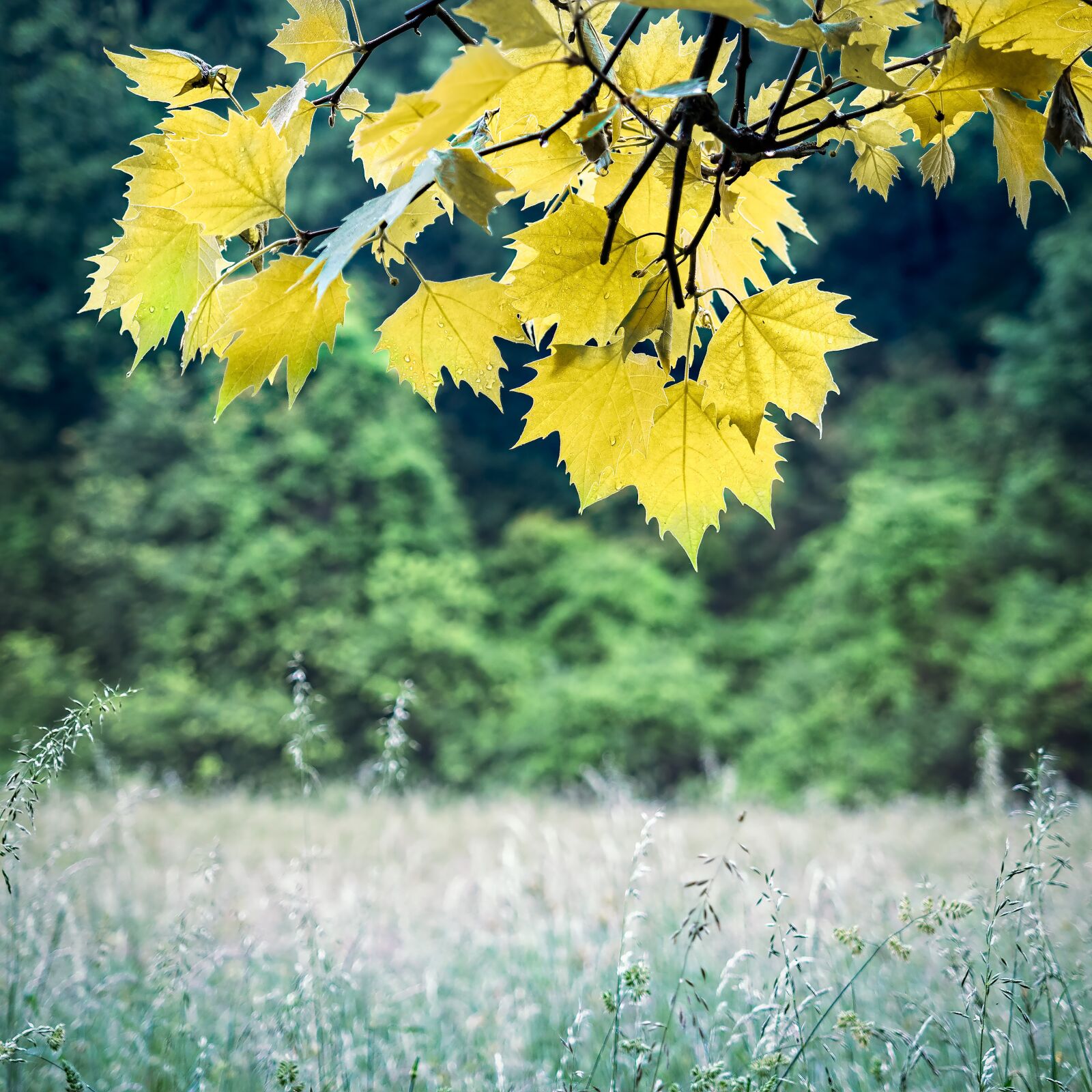 Olympus OM-D E-M1 + Olympus M.Zuiko Digital ED 12-40mm F2.8 Pro sample photo. Leaves, tree, field photography