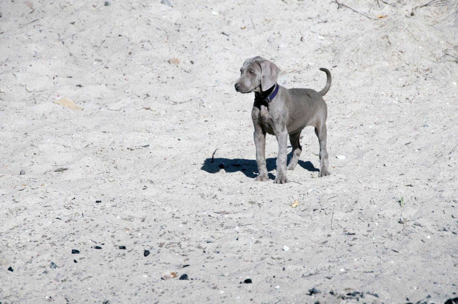 Nikon D300 sample photo. Dog, animal, friend photography