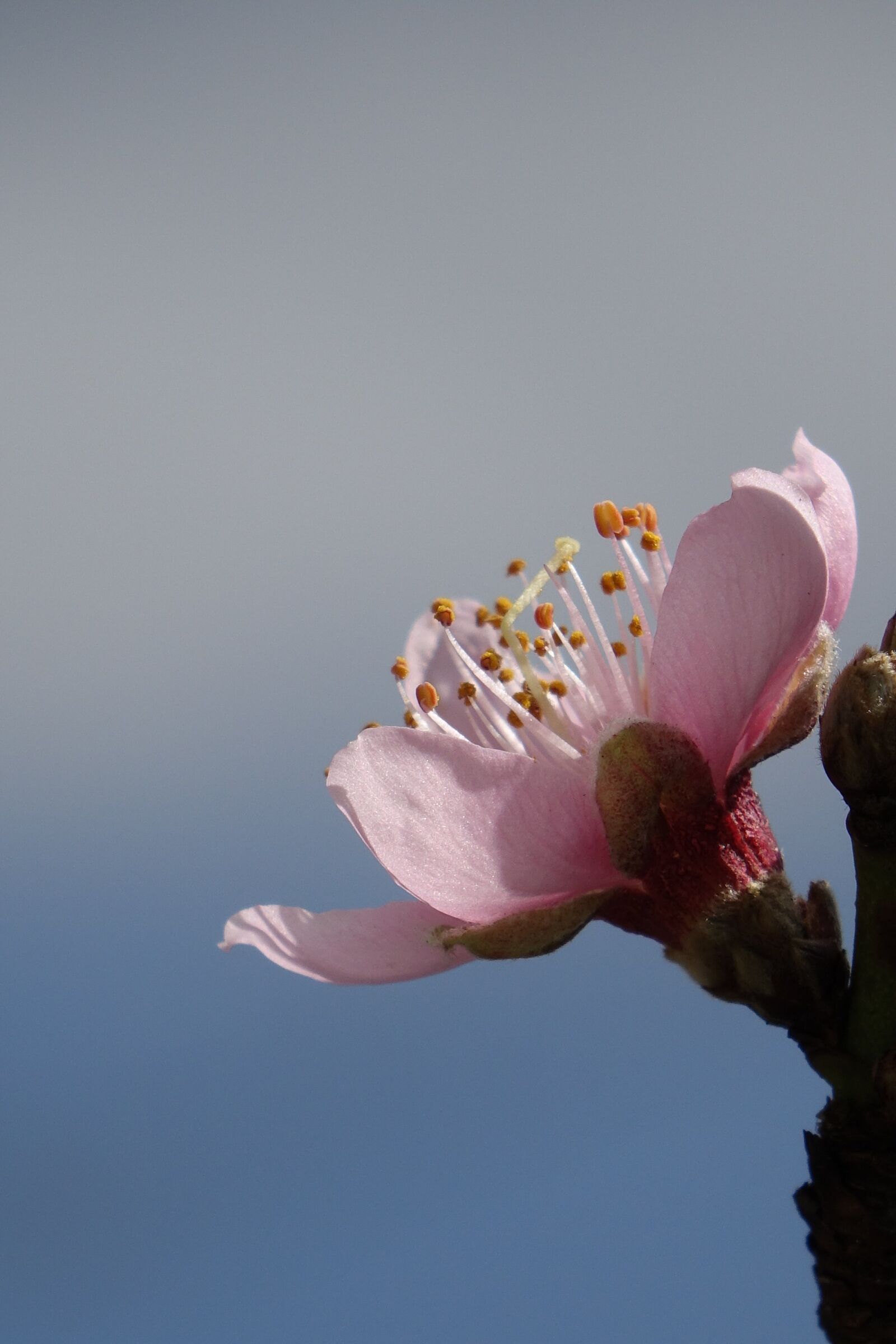 Sony Cyber-shot DSC-RX10 sample photo. Peach blossom, to empty photography