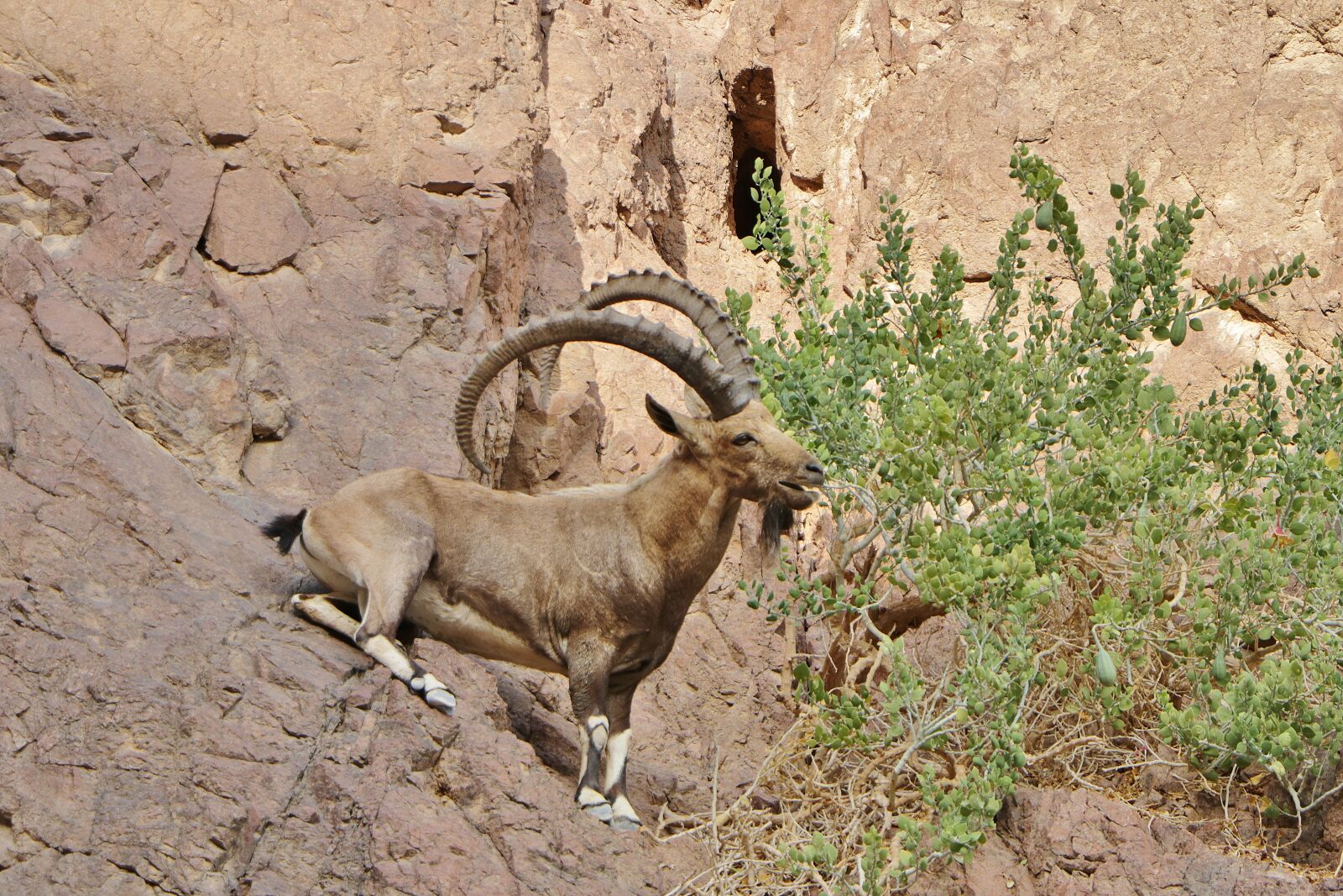 Canon EOS 760D (EOS Rebel T6s / EOS 8000D) + Canon EF-S 18-135mm F3.5-5.6 IS STM sample photo. Goat, mountain goat, nubian photography