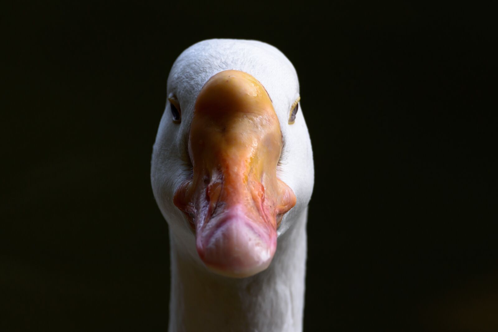 Nikon D7200 sample photo. Swan, bird, water photography