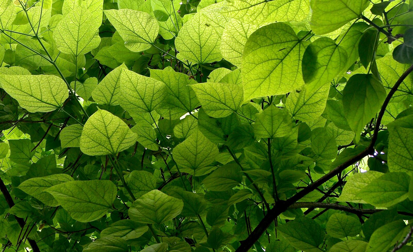Nikon D3200 sample photo. Leaves, sunlight, shadow photography