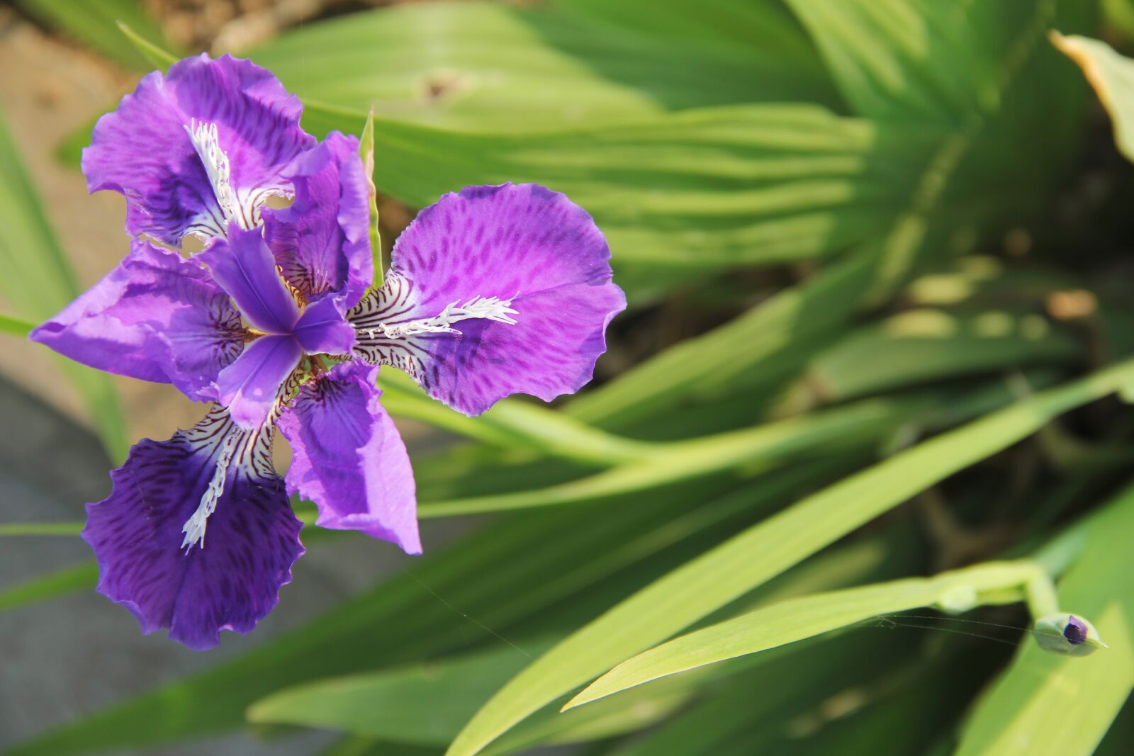 Canon EOS 60D sample photo. Iris, purple fleur-de-lis, purple photography