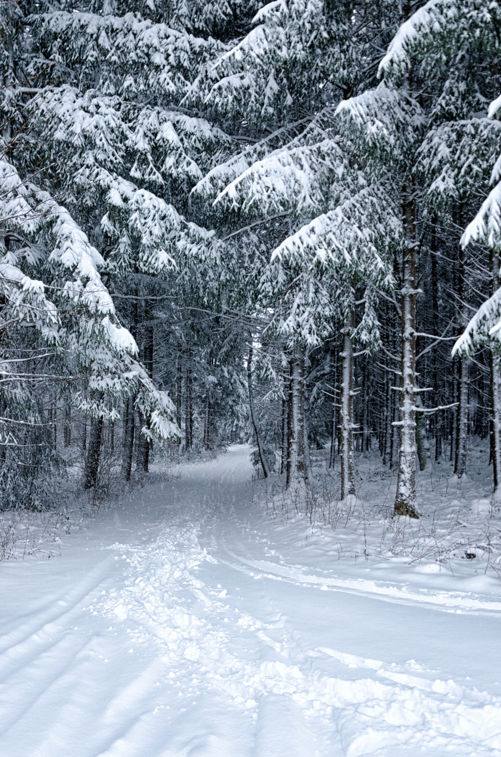 Nikon D5100 sample photo. Snow, winter, cold photography