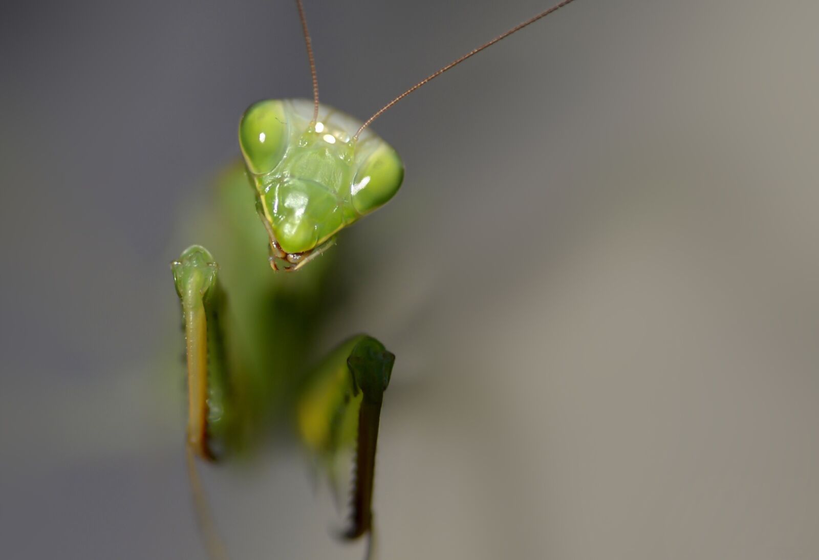 Nikon D610 sample photo. Insect, mantis religiosa, predator photography