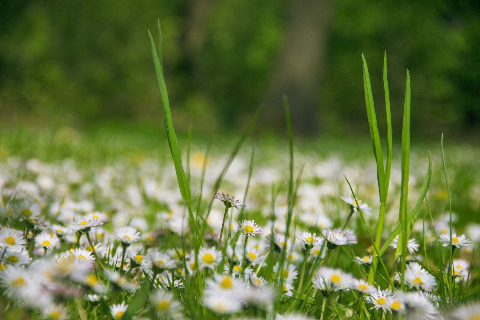 Canon EOS 600D (Rebel EOS T3i / EOS Kiss X5) sample photo. Daisies, flowers, grass, nature photography