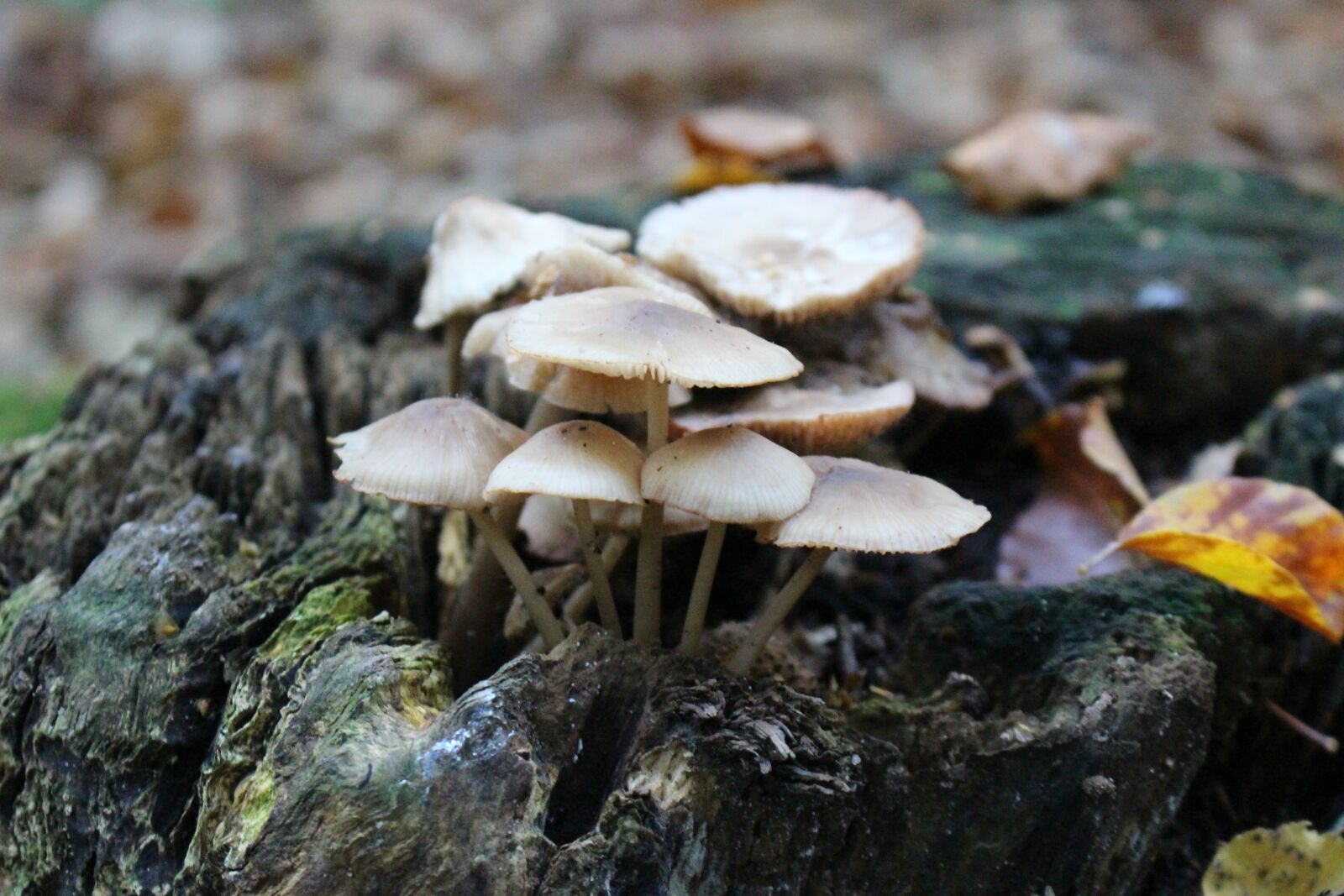 Canon EOS 100D (EOS Rebel SL1 / EOS Kiss X7) sample photo. Mushrooms, tree fungi, forest photography