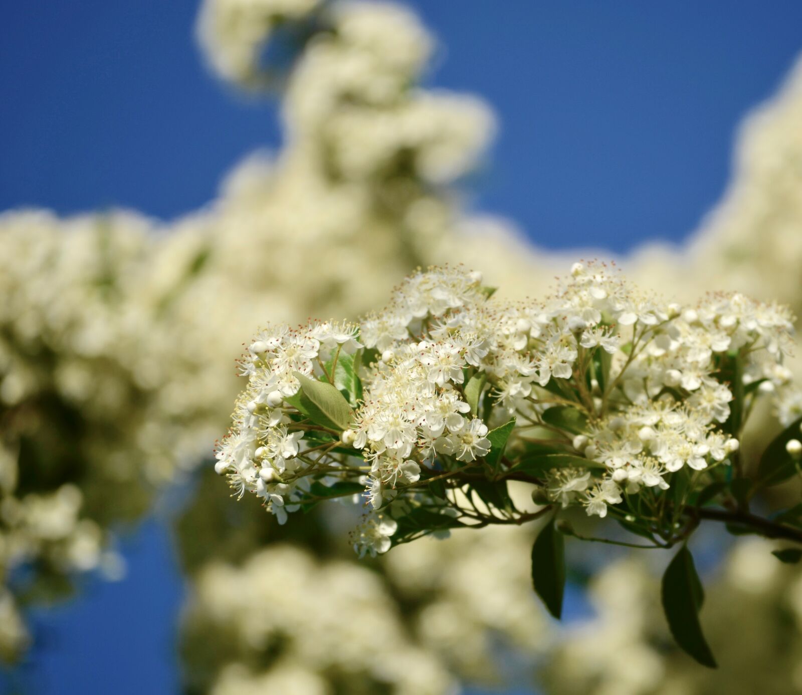 Nikon D5100 sample photo. Hawthorn, flowers, bush photography