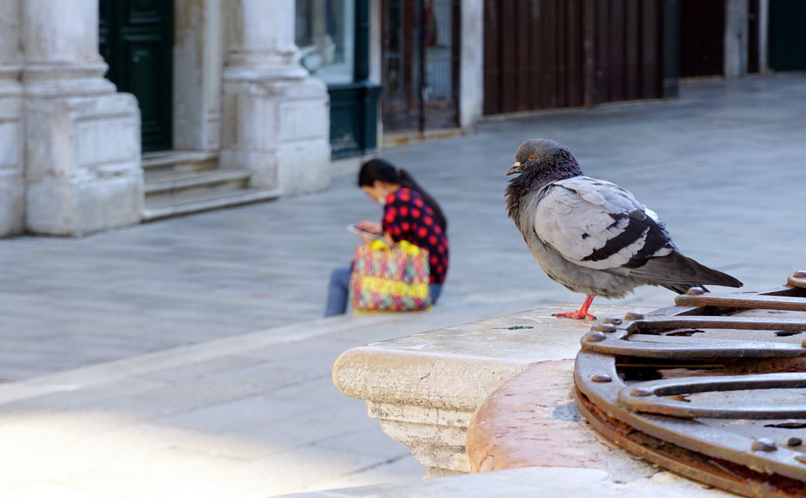 Sony a6000 sample photo. Dove, bird, animal world photography