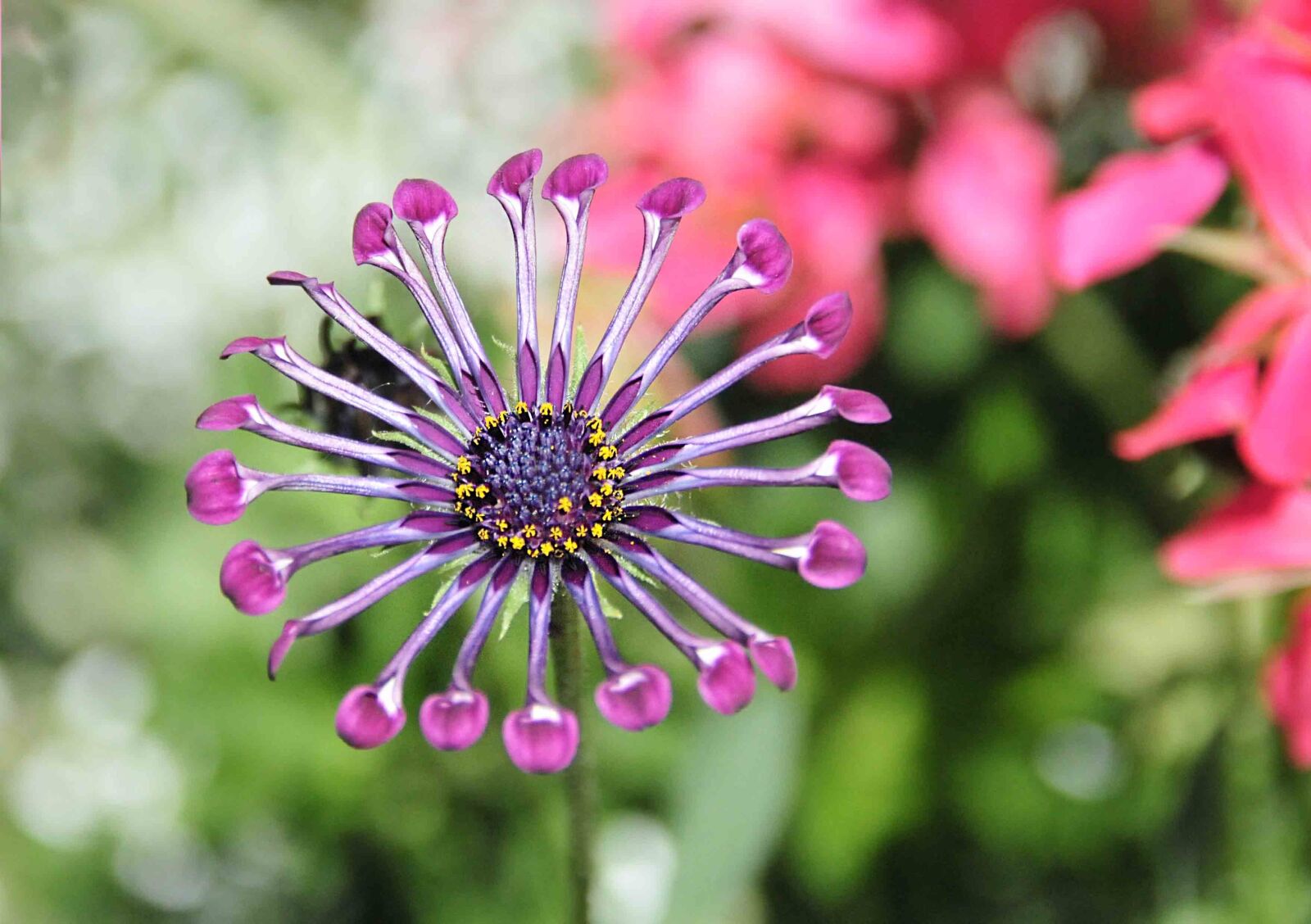Nikon D300 sample photo. Flower, osteospermum, lilac soprano photography