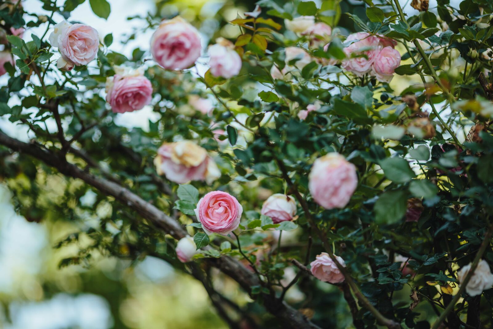 Canon EF 135mm F2L USM sample photo. Nature, rose, leaf, flower photography