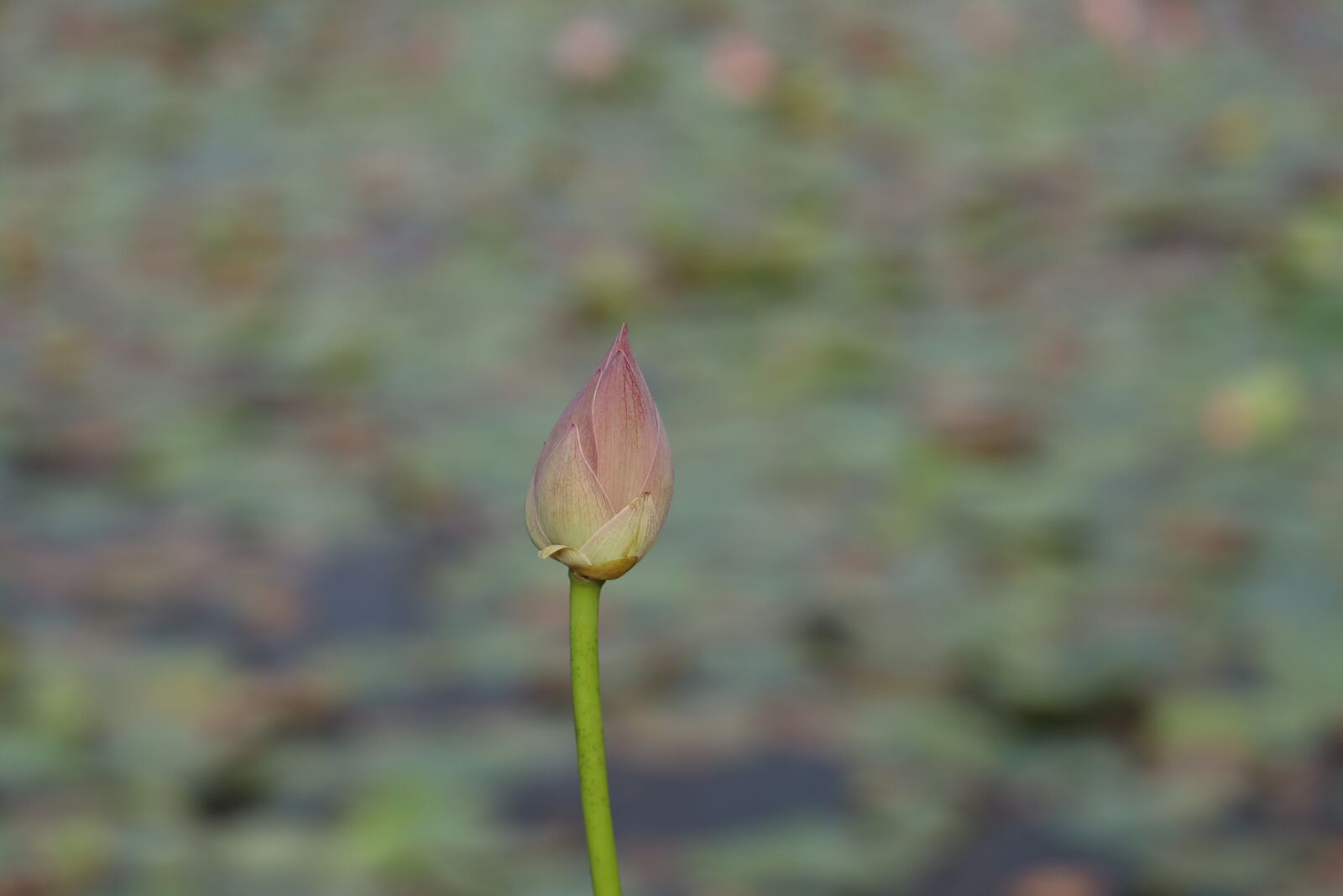 Canon EF-S 55-250mm F4-5.6 IS STM sample photo. Pond, river, water photography