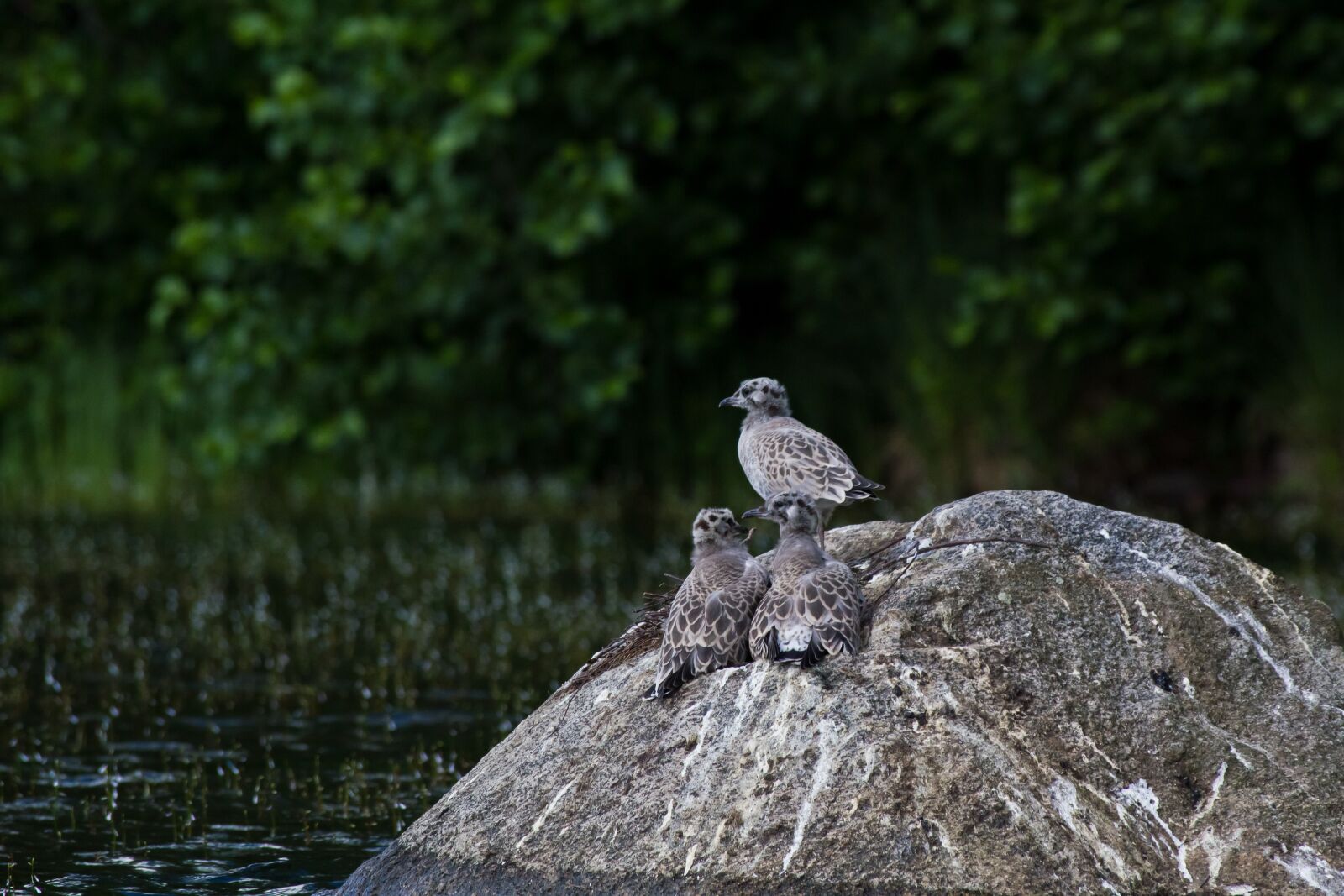 Canon EF 100-300mm f/5.6L sample photo. Seagull, chicks, the birds photography
