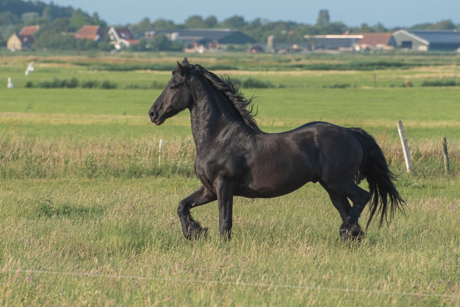 Nikon D750 sample photo. Horse, nature, animal photography