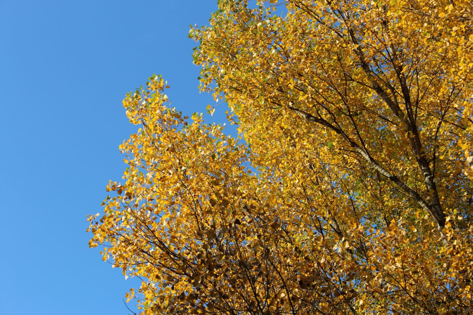 Canon EOS 600D (Rebel EOS T3i / EOS Kiss X5) sample photo. Tree top, autumn, sky photography