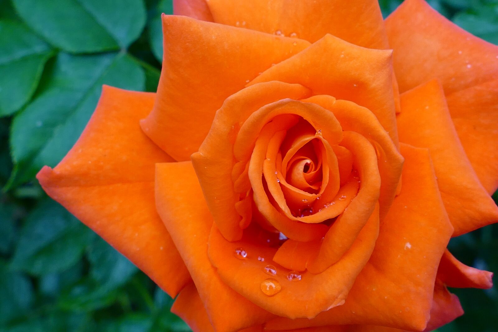 Panasonic Lumix DMC-FZ1000 sample photo. Rose, flower, drops photography