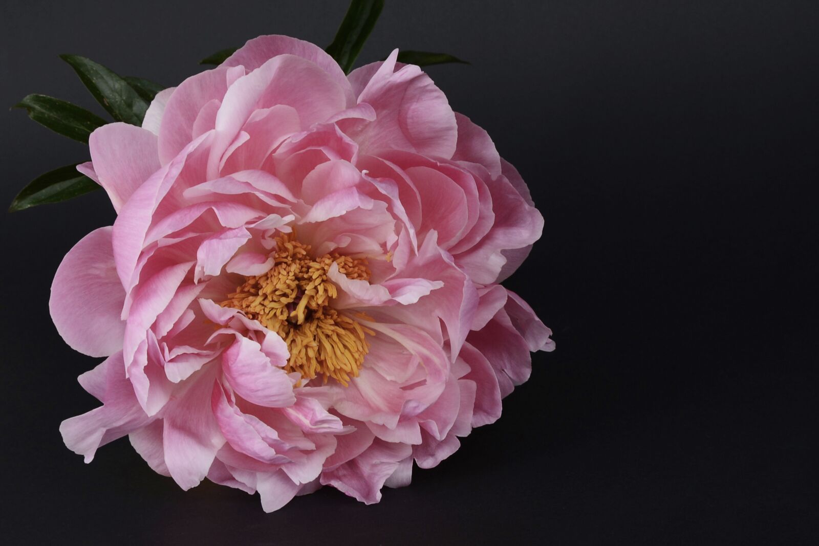 Nikon D7100 sample photo. Peony, blossom, bloom photography