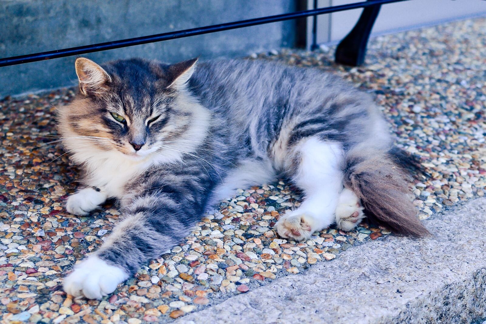 Nikon D3100 sample photo. Japan, animal, cat photography
