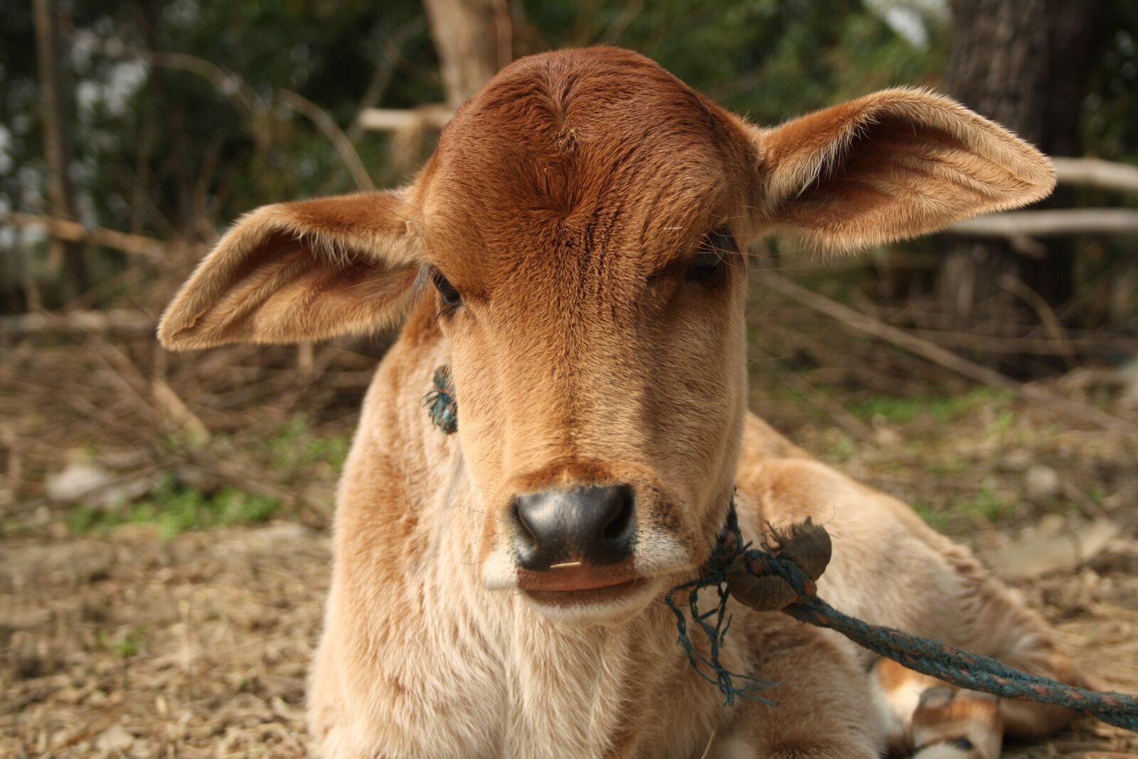 Canon EOS 1000D (EOS Digital Rebel XS / EOS Kiss F) sample photo. Animal, mammal, livestock photography