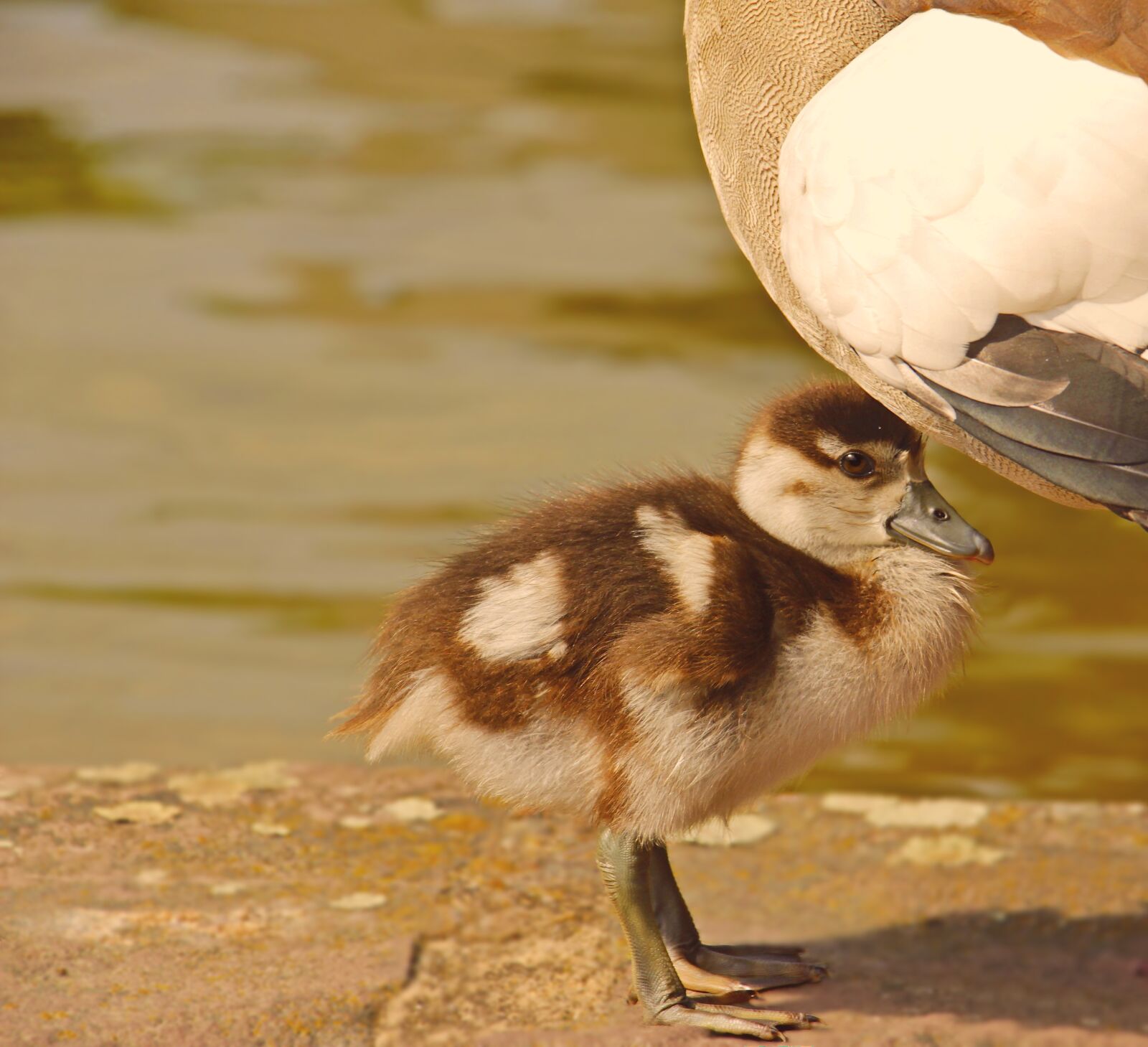 Canon EOS 100D (EOS Rebel SL1 / EOS Kiss X7) sample photo. Chicks, goslings, goose photography